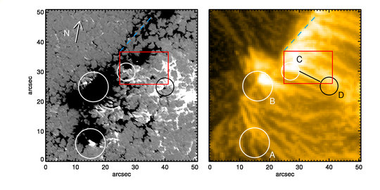 Ein Blick auf die Entstehungsorte koronaler Bögen. Aufnahmen der NASA-Sonde Solar Dynamics Observatory (rechts) vom 12. Juni 2013 zeigen ausgeprägte Plasmaflüsse in der Korona der Sonne. Sunrise II-Daten dokumentieren die Magnetfelder, die zum selben Zeitpunkt und an derselben Stelle auf der Sonne herrschten (links). Als Ausgangspunkte der koronalen Bögen (hier angedeutet durch Kreise) entpuppen sich kleine Bereiche, in denen die magnetische Polarität der ihrer überwiegenden Umgebung entgegengesetzt ist. <br /><br />